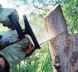 Best Utility Line Clearance  in Plattsburgh, NY