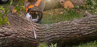 Best Landscape Design and Installation  in Plattsburgh, NY
