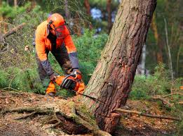 Best Tree Maintenance Programs  in Plattsburgh, NY