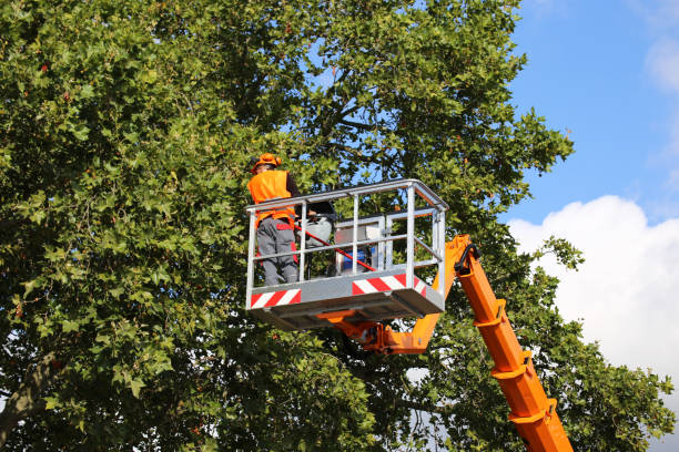 Best Lawn Maintenance Plans  in Plattsburgh, NY