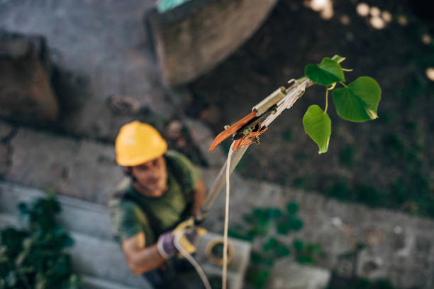 Best Tree Risk Assessment  in Plattsburgh, NY
