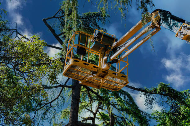 Best Leaf Removal  in Plattsburgh, NY