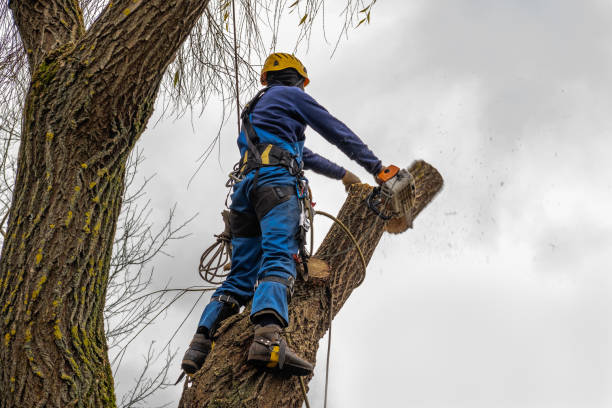 Best Tree Cabling and Bracing  in Plattsburgh, NY