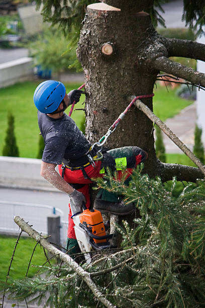 Best Tree Health Inspection  in Plattsburgh, NY