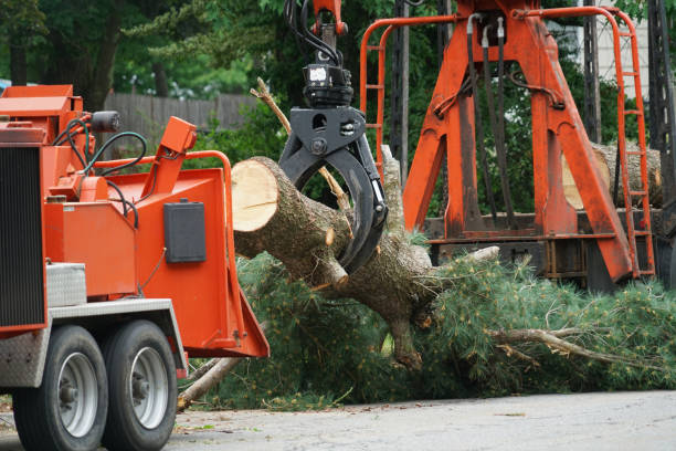 Best Lawn Pest Prevention  in Plattsburgh, NY