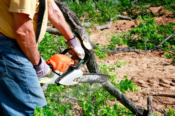 Best Lawn Mowing  in Plattsburgh, NY